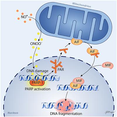 Targeting Parthanatos in Ischemic Stroke